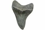 Serrated, Fossil Megalodon Tooth - South Carolina #233999-1